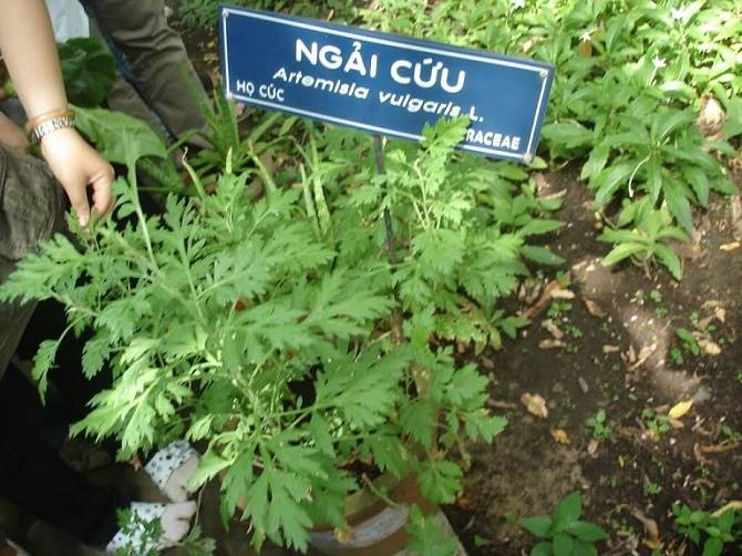 ngai-cuu-thai-doc-phoi-truejuice