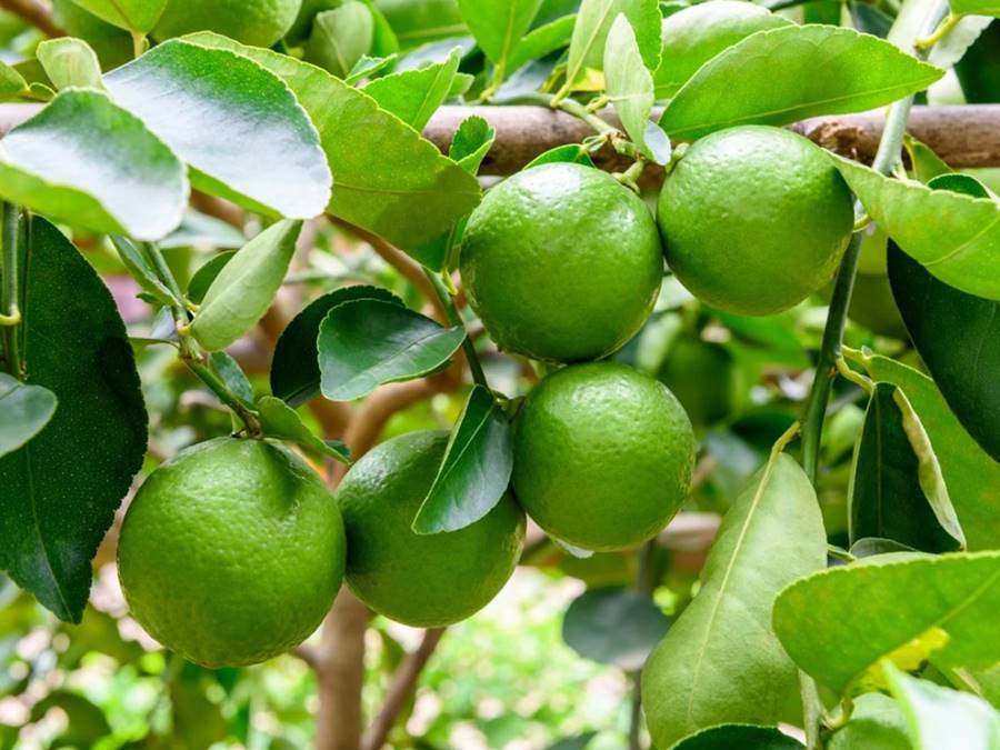 dinh-duong-trong-qua-chanh-truejuice