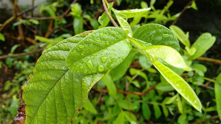 la-oi-giam-can-cai-thien-benh-tieu-duong-min