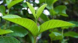 uong-la-oi-bao-lau-thi-giam-can